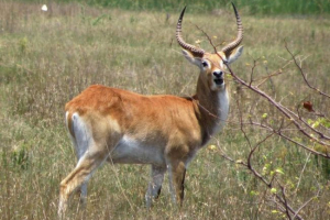 Lica - inny przedstawiciel kóz wodnych